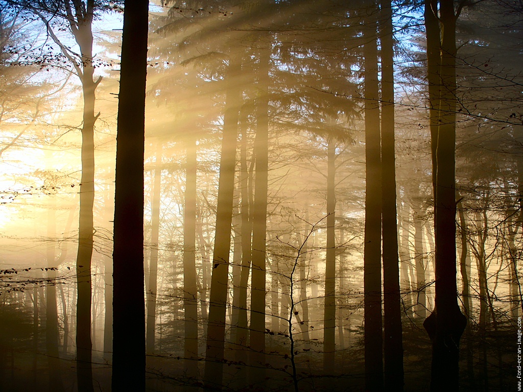 Exposition la Forêt, une communauté vivante