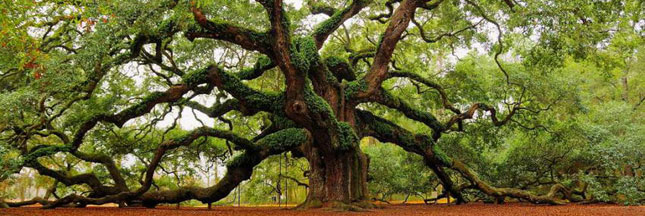 La forêt en images